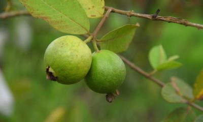 20 Science-backed Health Benefits of Guava
