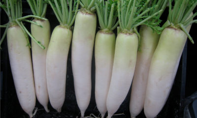15 Research-backed Health Benefits of Radish