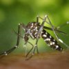 9 Effective Home Remedies for Dengue Fever