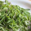 10 Amazing Health Benefits of Moringa
