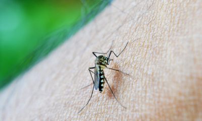 13 Natural Remedies for Malaria