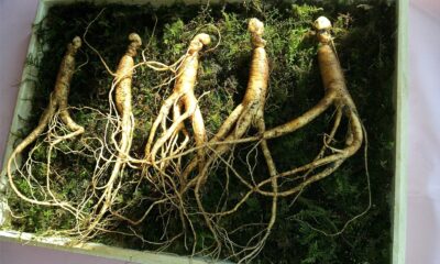 How to use ginseng for weight loss